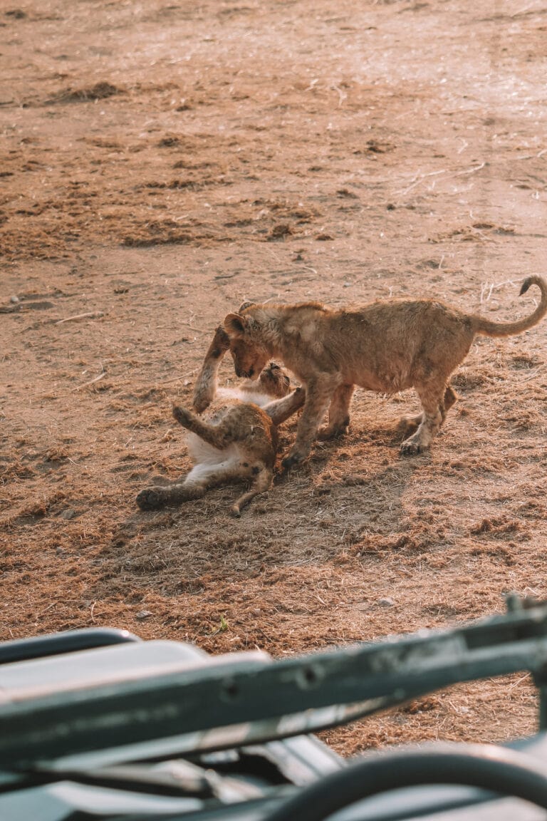 Two small lion cubs playing on the ground in front of a 4WD, during safari in Africa, one of the 14 best travel experiences