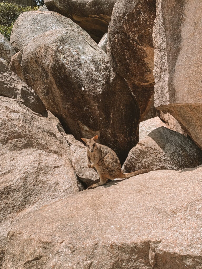 A small wallaby sits on a big rock, the area is surrounded by big rocks and boulders.
