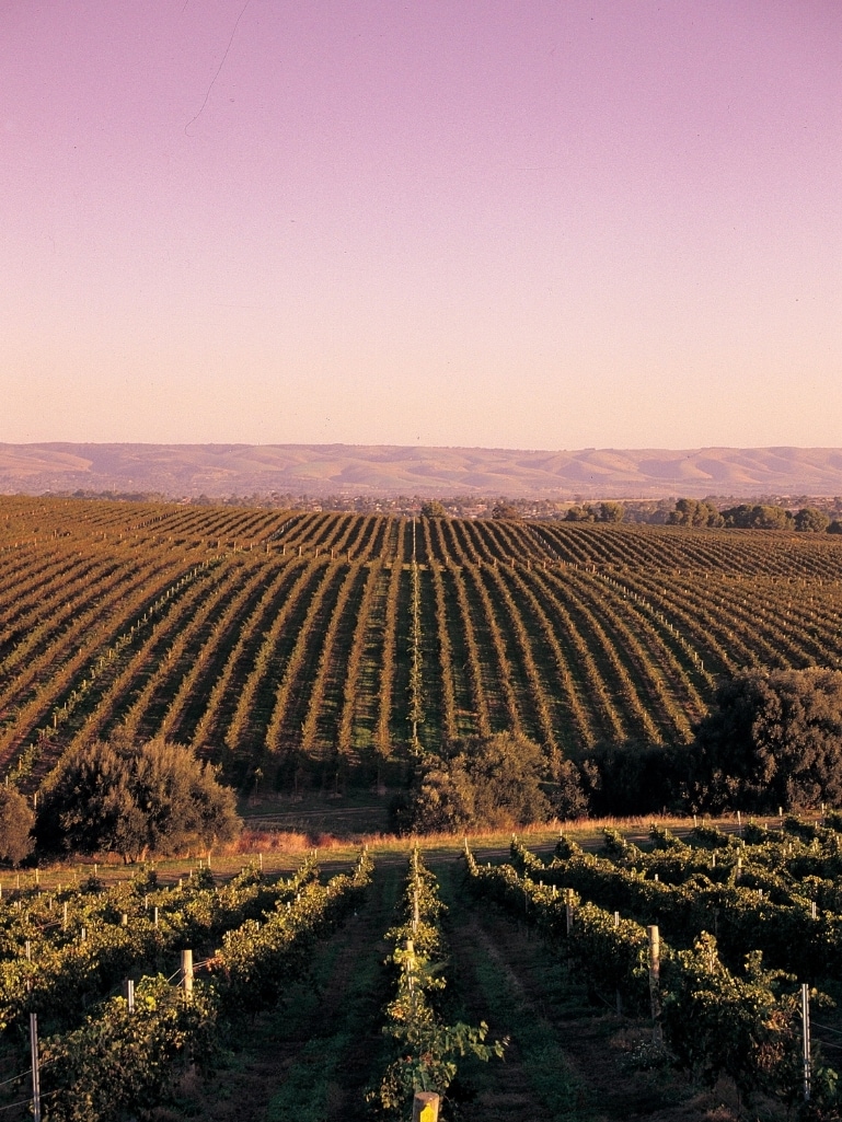 A view of a winery in South Australia. Taken in the evening as the sun is going down. Suggestion for your Australian bucket list