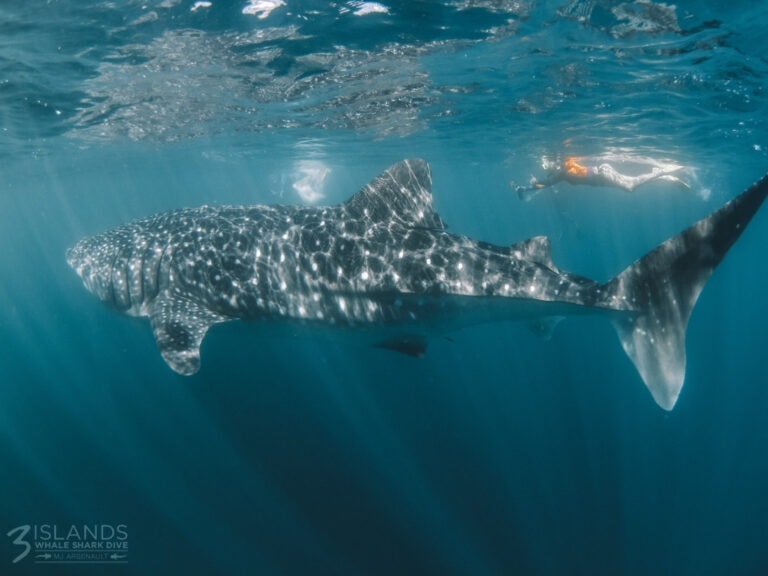 Elyse swimming along side a whale shark on Ningaloo Reef. Suggestion for Australian bucket list