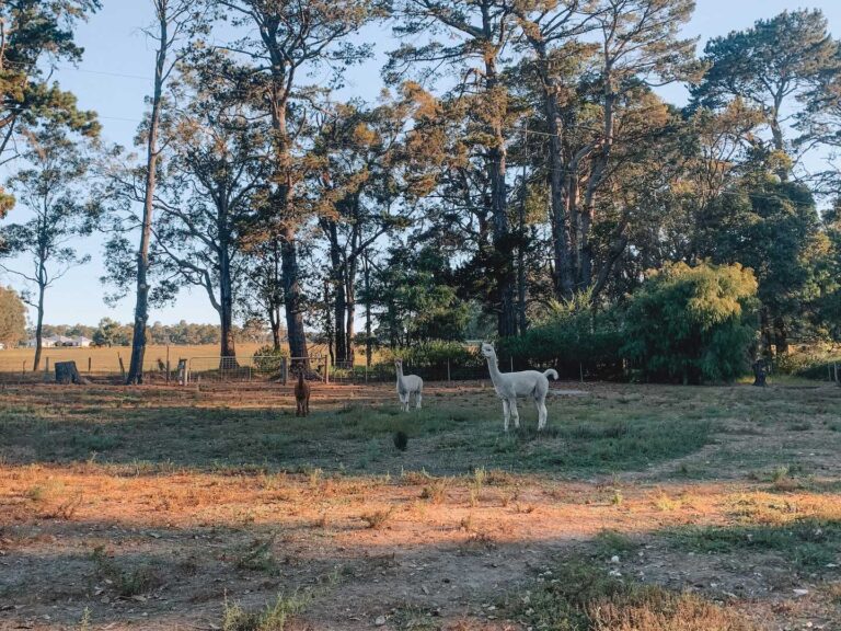 3 Alpacas standing in the paddock at the hideaway farmstay in Margaret River