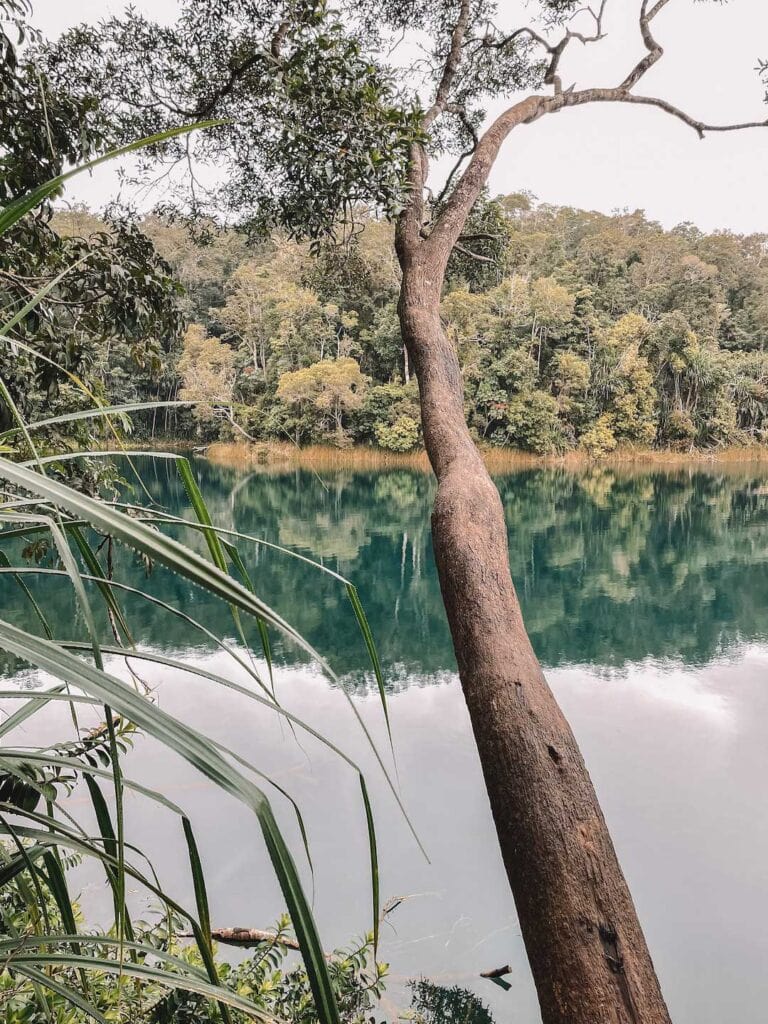 An image taken of Lake Eacham along the 3km walk around the lake