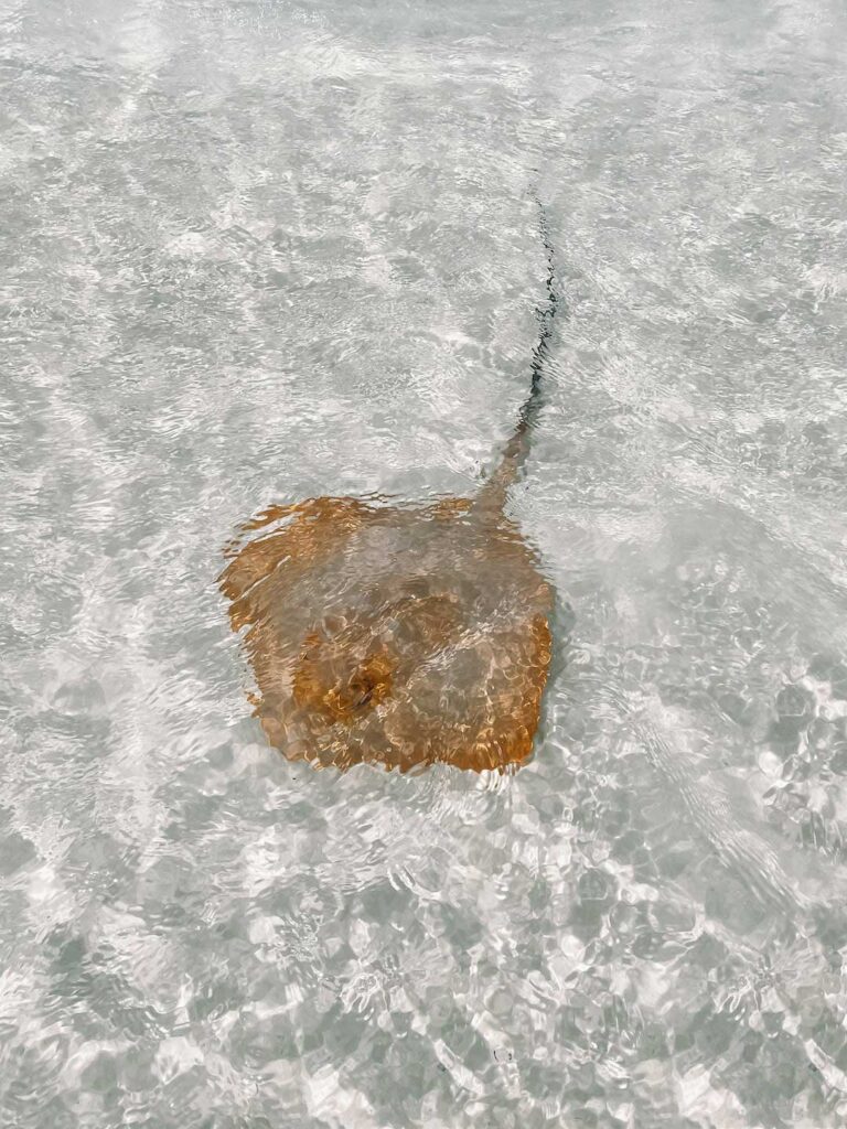 Crystal clear water at Whitehaven Beach, with a small stingray swimming