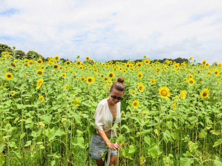 Elyse walking out of a field of sunflowers at the Farm and Co. The sunflowers are all very tall and this farm is on the Tweed Coast