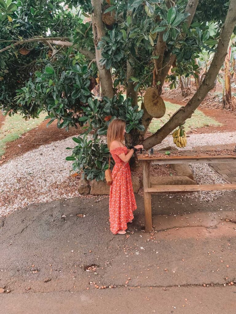 Elyse standing under a jackfruit tree at tropical fruit world. She is wearing a red dress and cracking Macadamia nuts