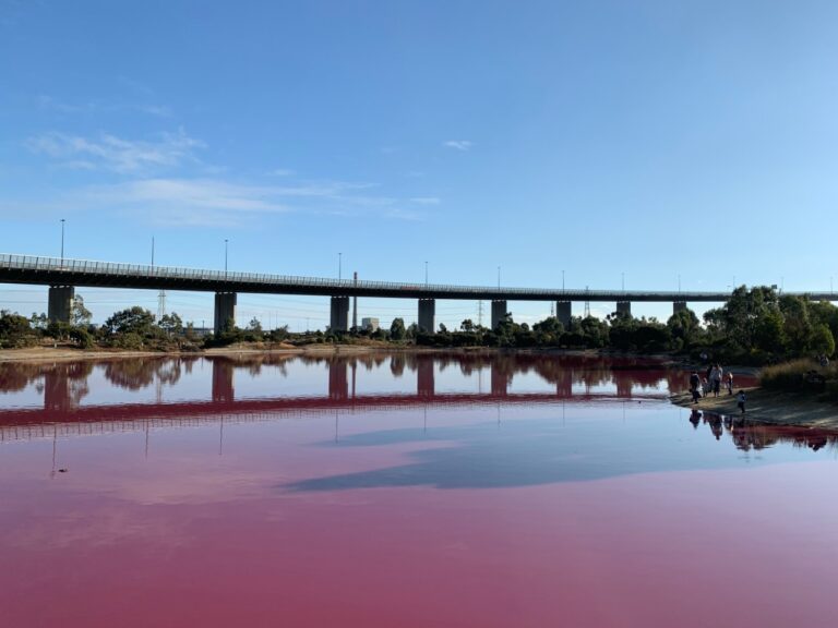 A lake under the Westgate bridge in Melbourne, the lake is a bright Pink color