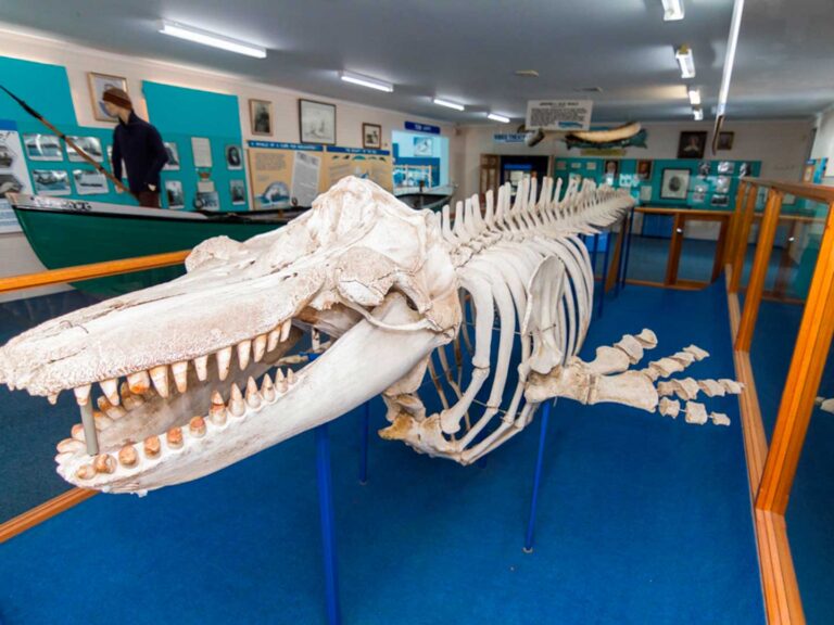 Guide to the sapphire coast includes the killer whale museum in Eden