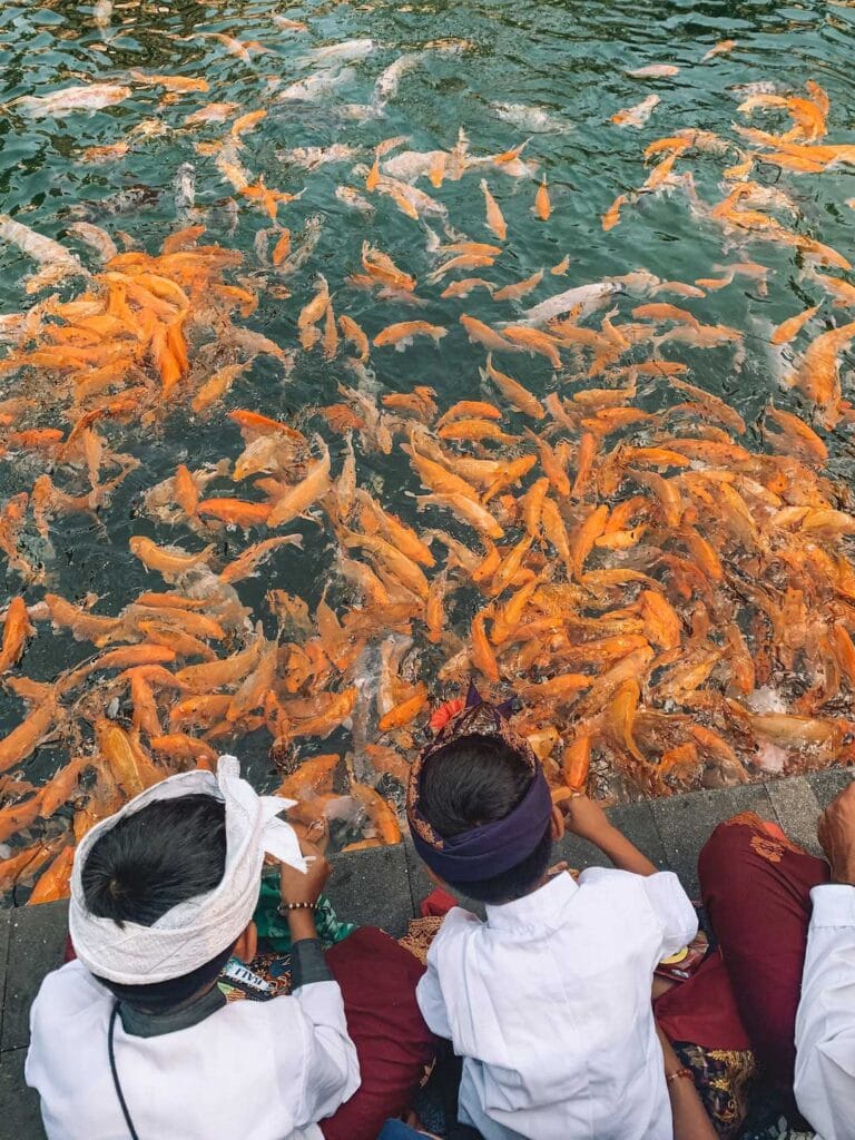 Local kids in Bali leaning over a fish pond filled with Gold Fish.