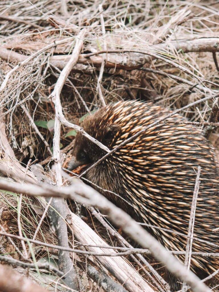 An Australian Echidna on the scrub on the side of a hiking trail in Tathra on the Sapphire Coast