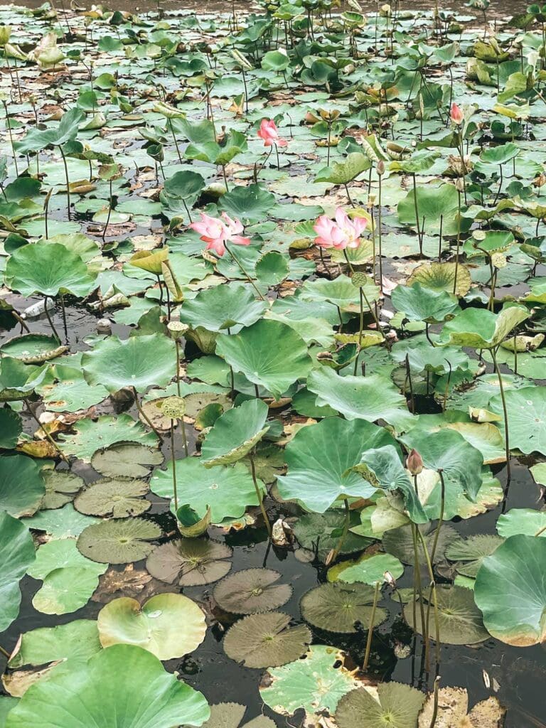 Beautiful pink lotuses in a lake in Kampot