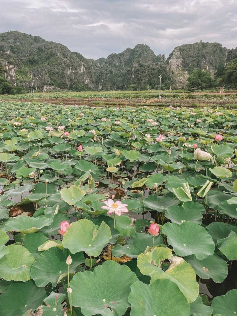 A large pond, with limestone cliffs in the distance, of Blooming lotus flowers in-Ninh Binh Vietnam