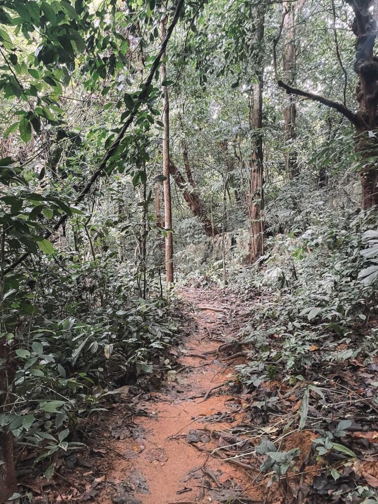 A muddy path leading into the junlge in Vietnam's first national park