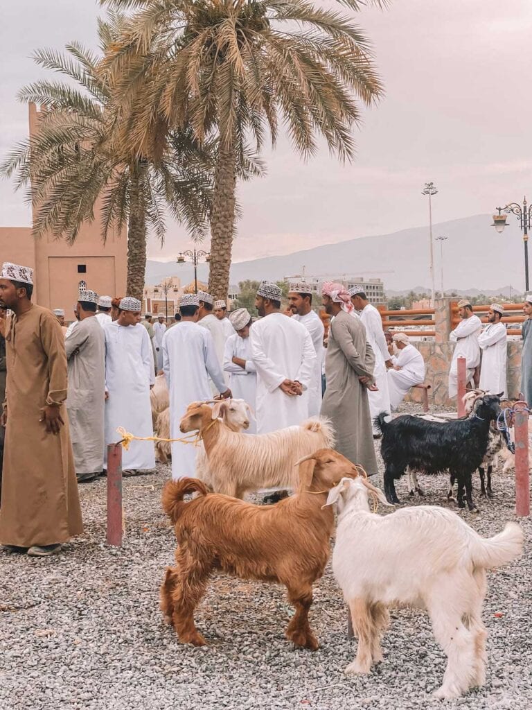 Goats tied up at the Nizwa Goat market and many local Omani men standing around
