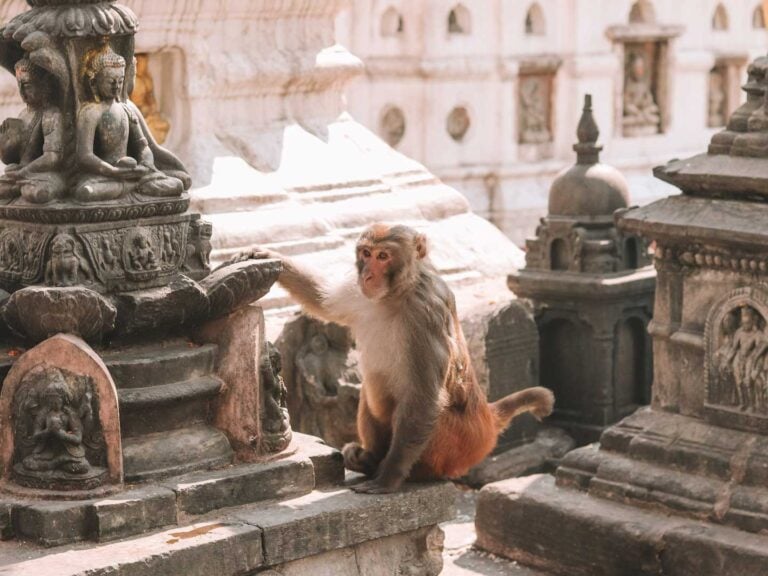 A Monkey sitting on the shrines in Swoyambhu