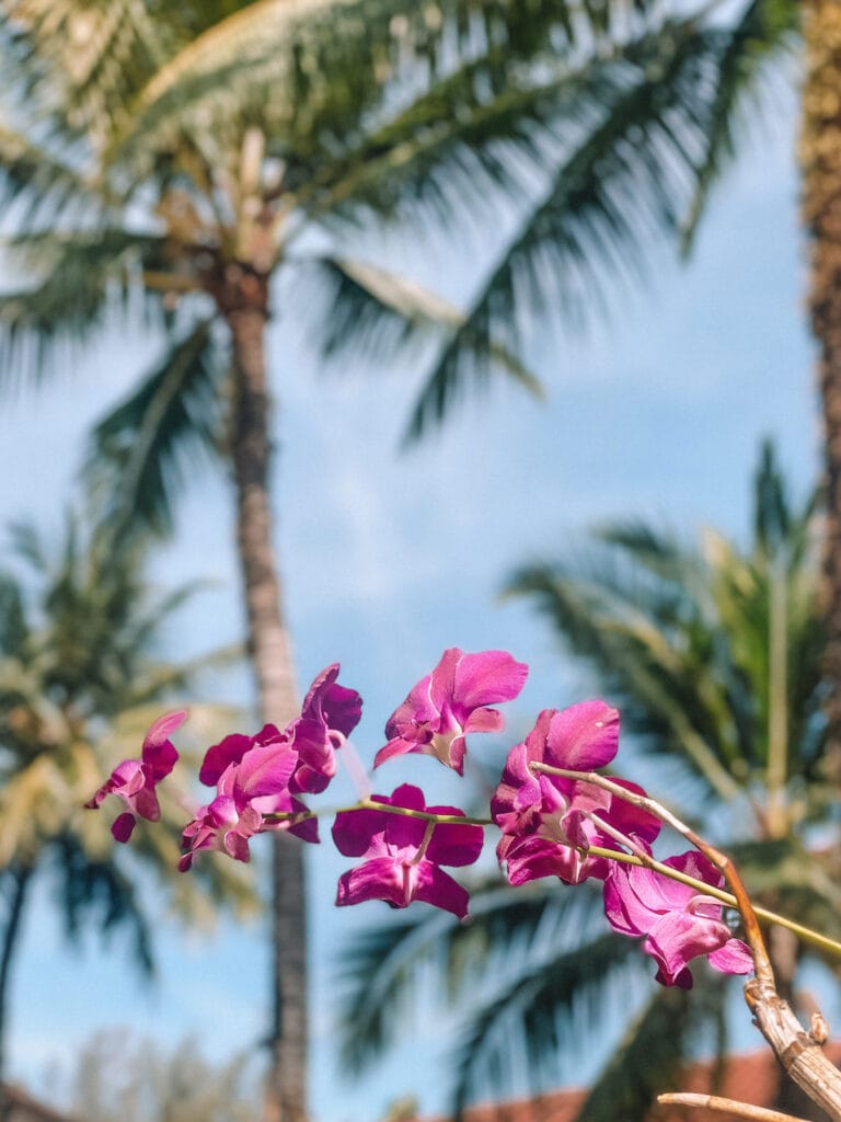tropical flowers and palm trees in Thailand