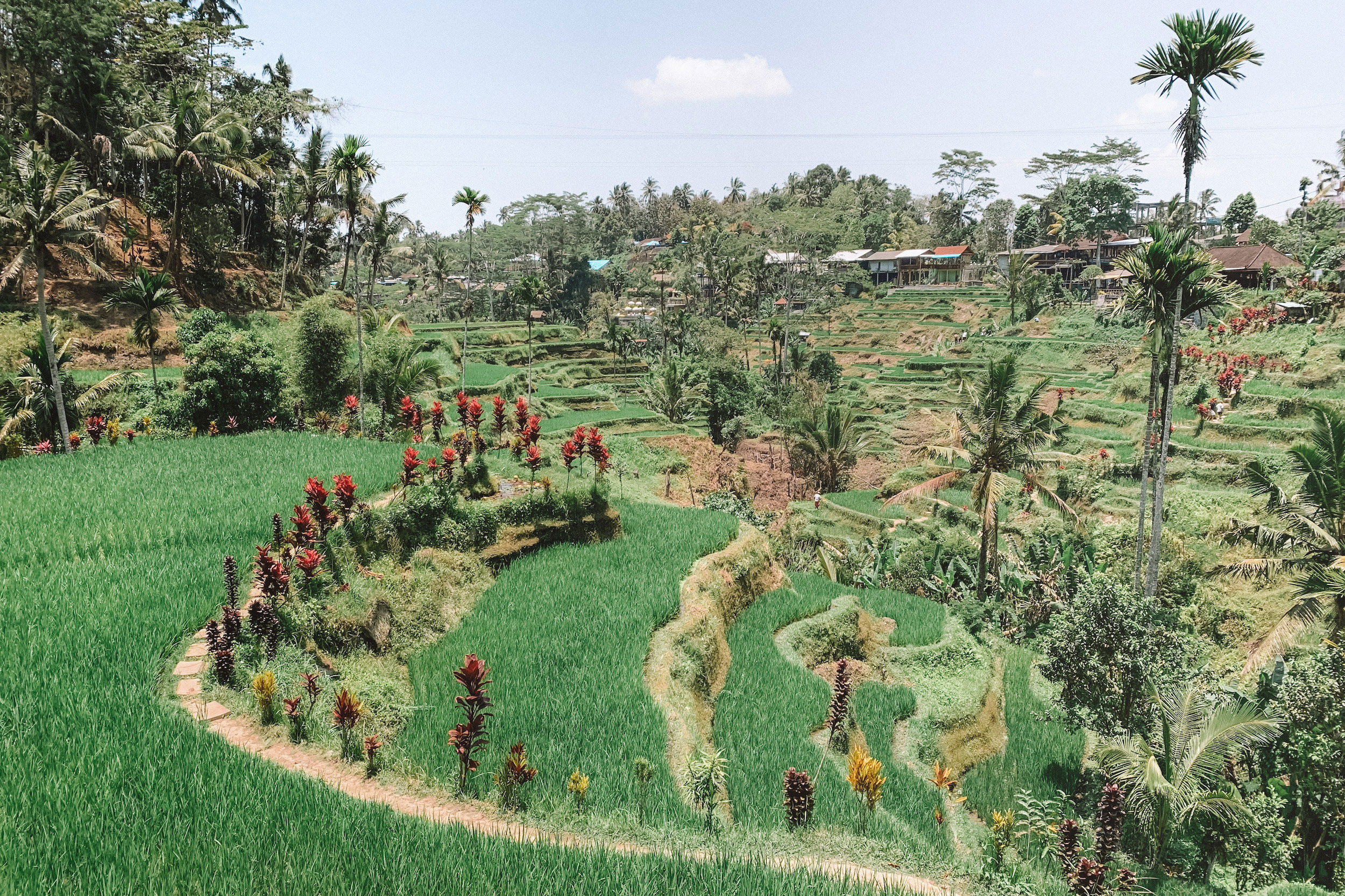 Rice fields in Bali