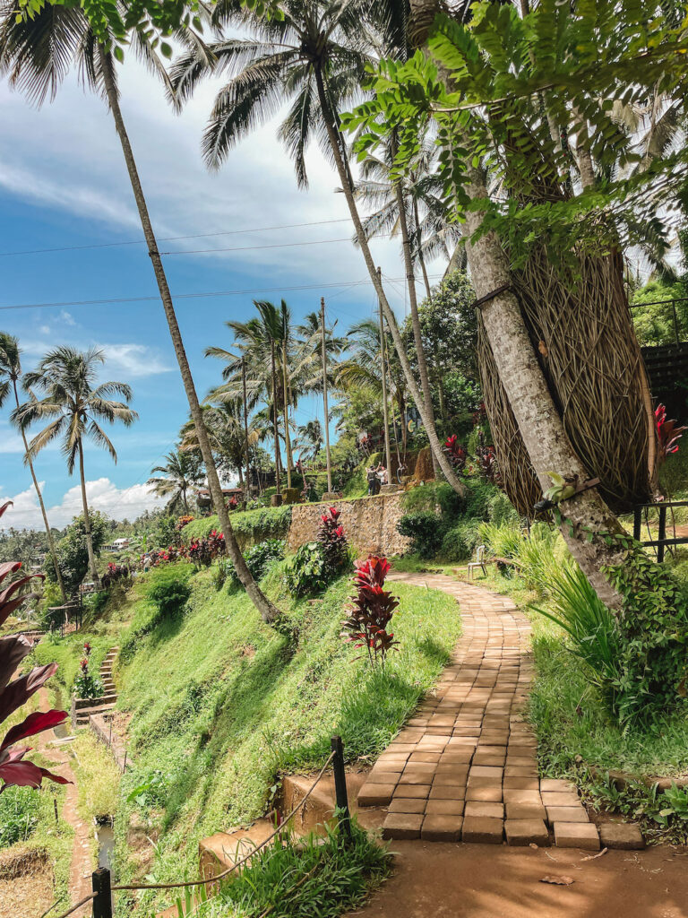 View of palm trees, rice terraces and Bali swing at Abian Desa Rice Terrace in Tegallalang