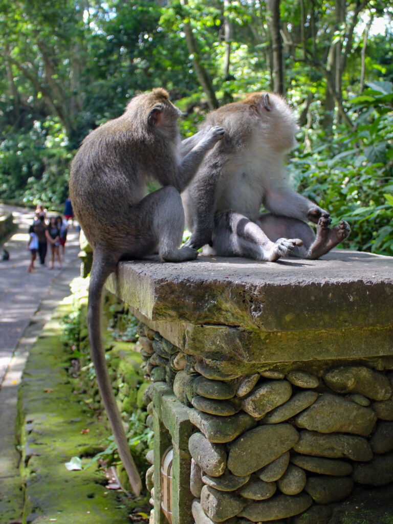 monkey's grooming each other in Ubud monkey forrest