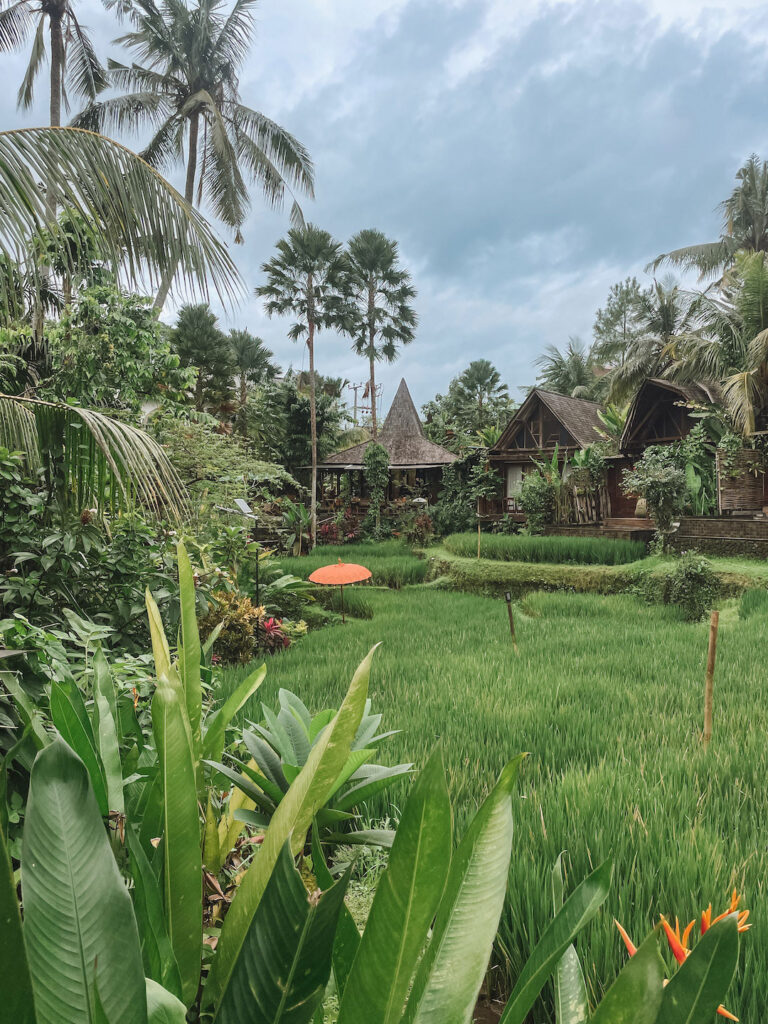rice terraces and palm tree views at Menzel Ubud