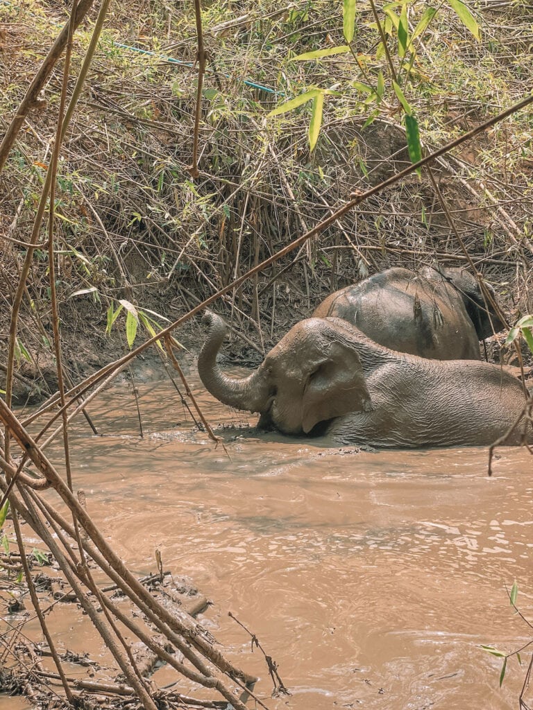 two elephants swimming at Chang Chill elephant sanctuary in Chiang Mai