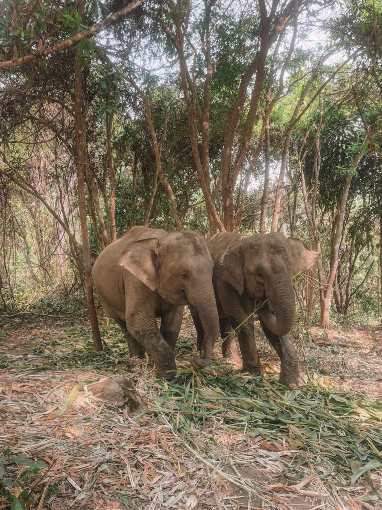 Two Elephants eating at Chang Chill, an ethical Elephant sanctuary visit, a must-do experience on a Chiang Mai itinerary