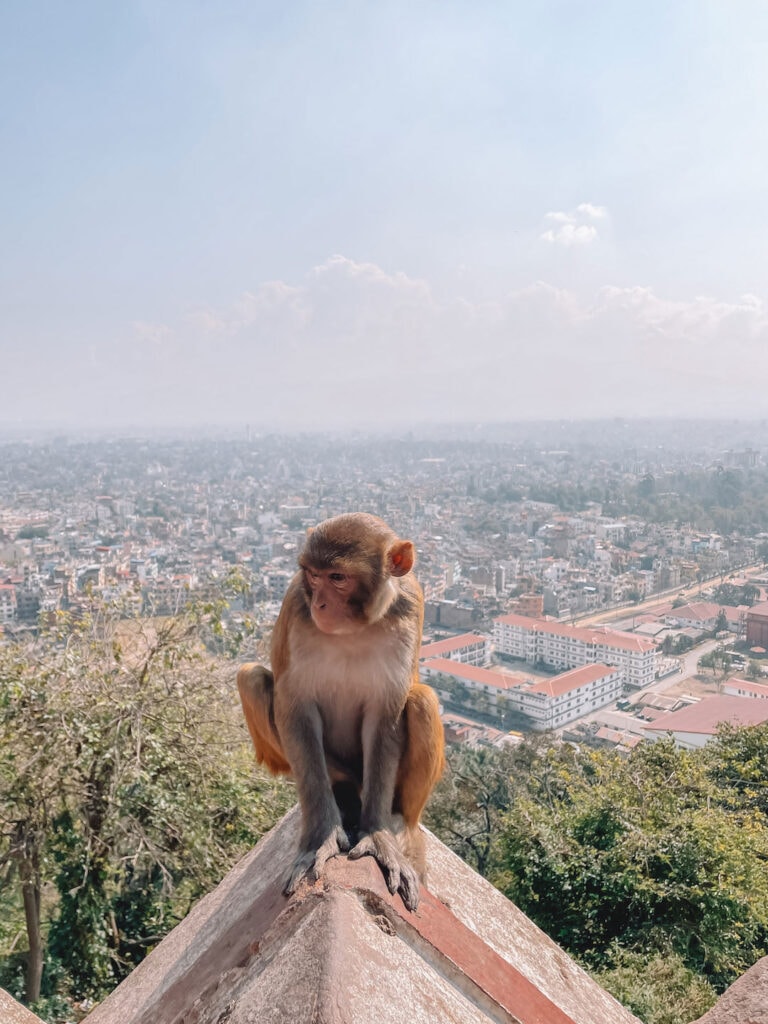 a monkey in Kathmandu with the city view in the background