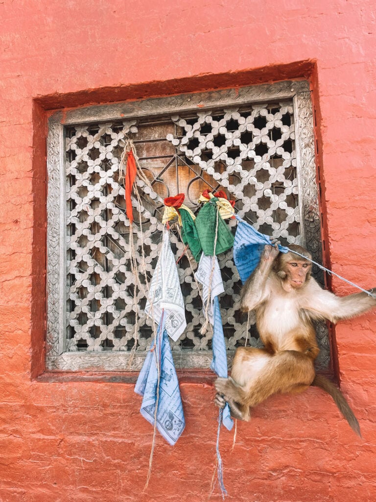 a monkey holding prayer flags in Kathmandu
