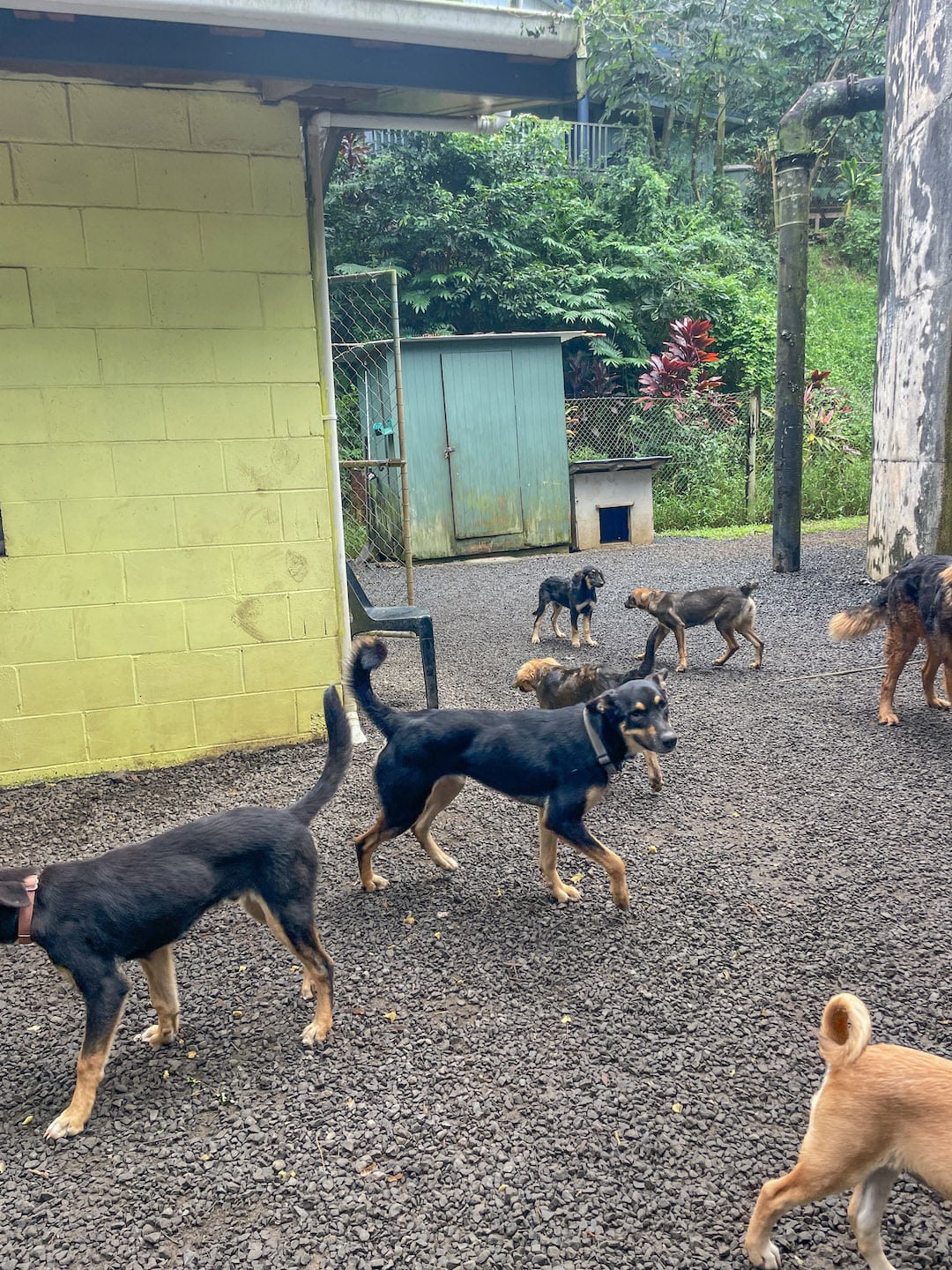 Group of puppies playing outside at SPCA dog shelter in Rarotonga. Looking for things to do in Rarotonga