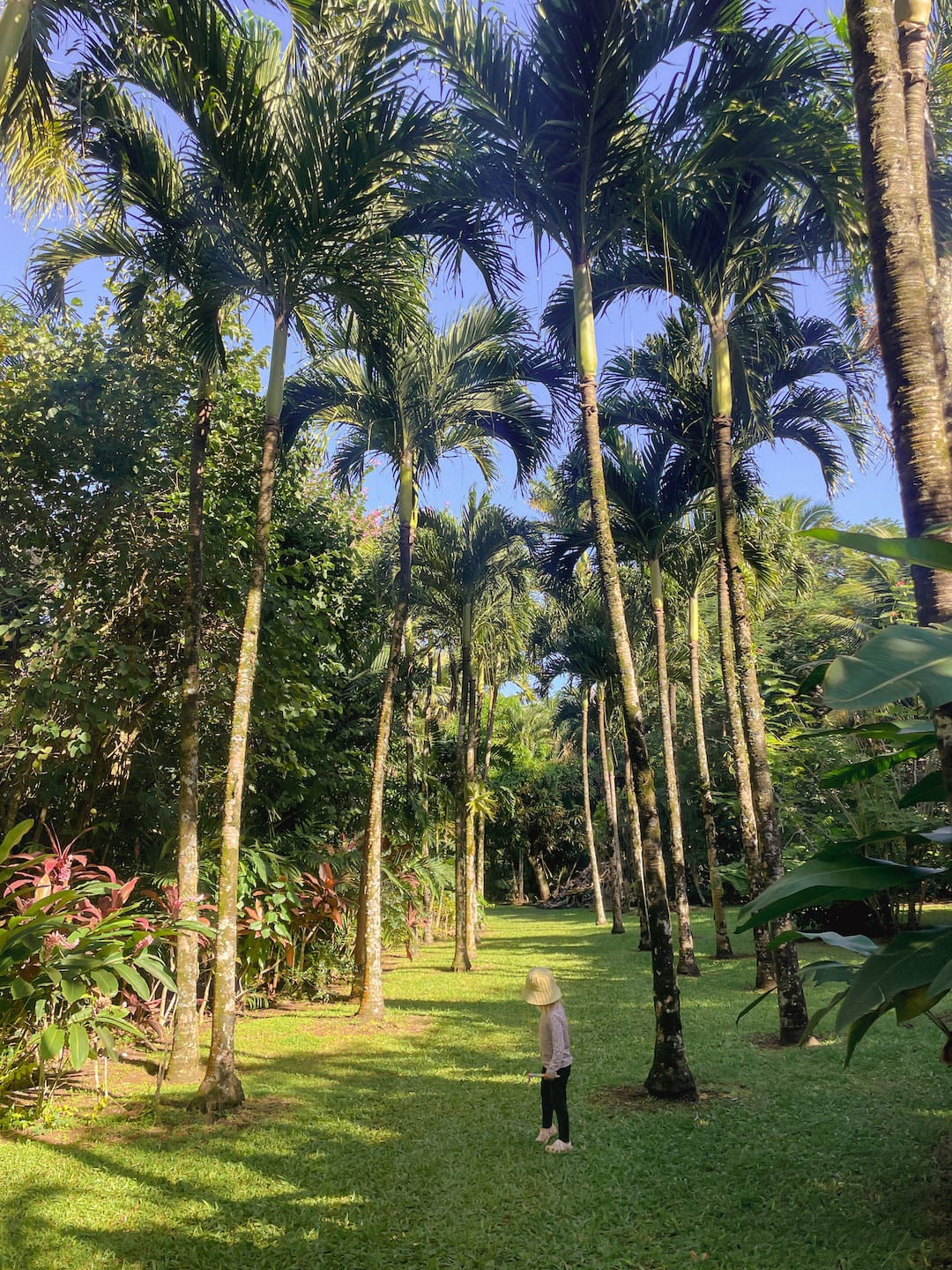 Lush tropical palm trees in Maire Nui Botanical Garden a with a child exploring. best things to do in Rarotonga