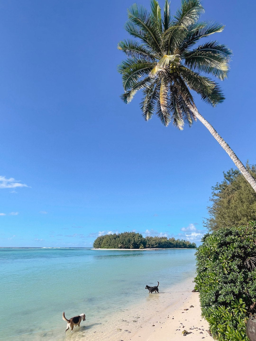 Scenic tropical beach at Muri Lagoon with palm tree, clear blue water and two dogs swimming.