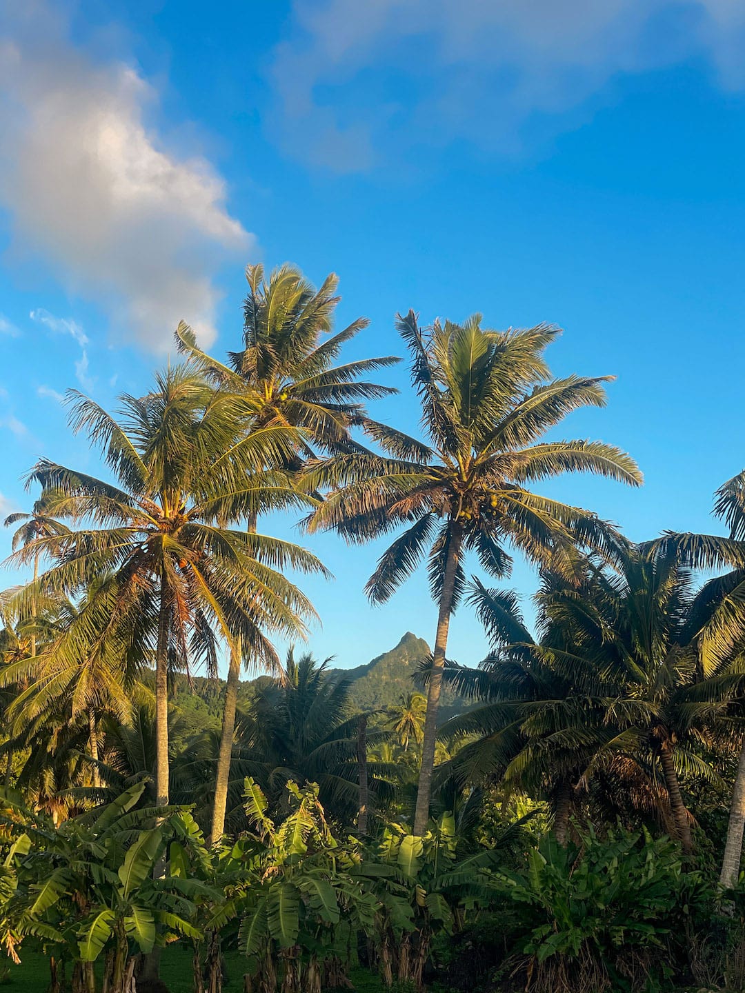 Lush tropical palm trees under a bright blue sky with mountain backdrop. In land Rarotonga