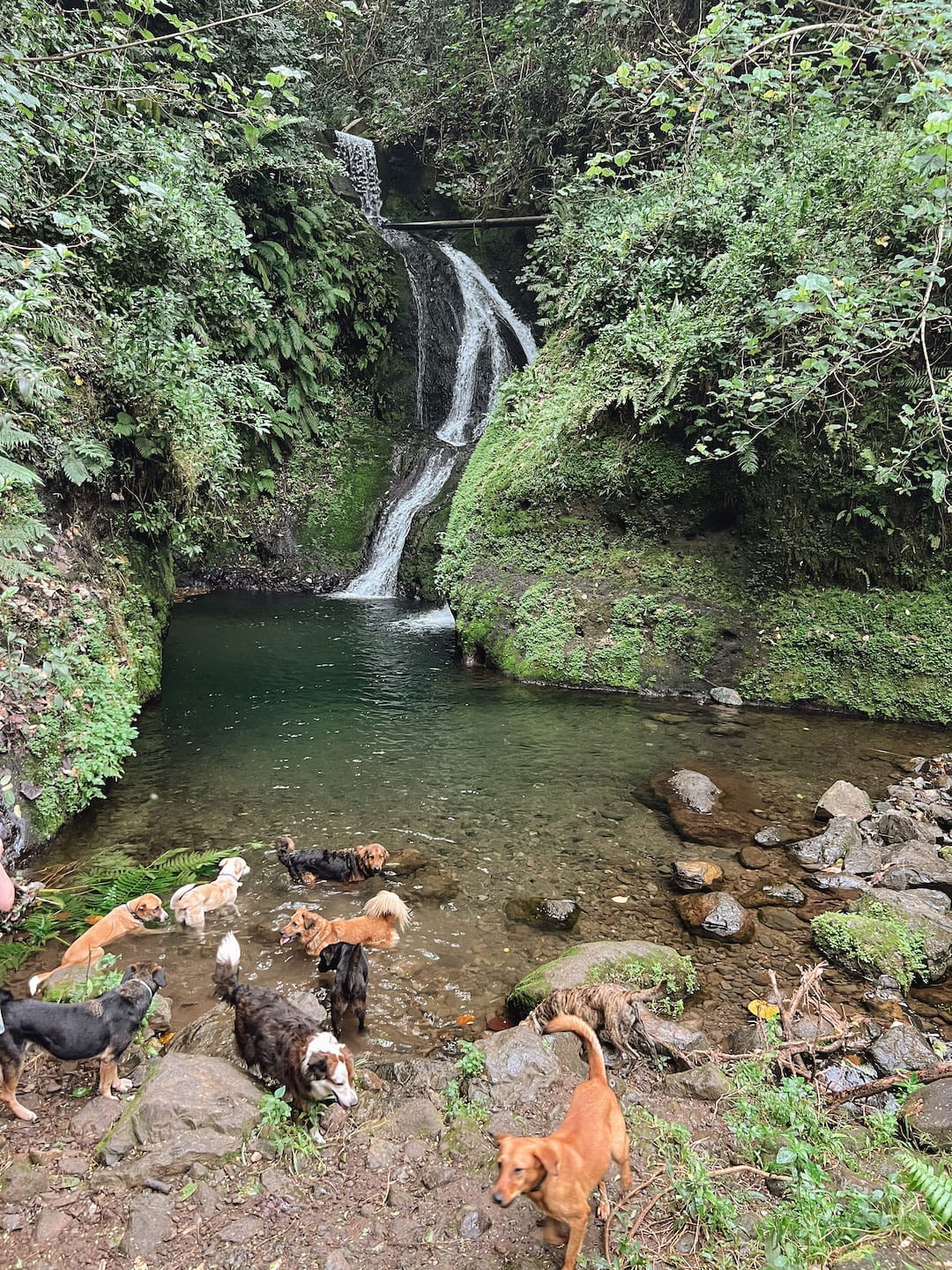 Tranquil waterfall surrounded by lush greenery with dogs playing in the water.