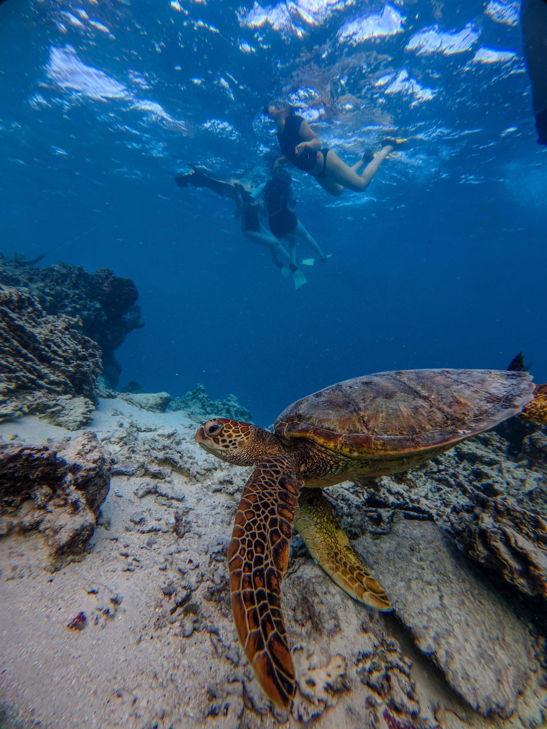 Diver swimming above a sea turtle on coral reef in clear blue water in Rarotonga in the Cook Islands