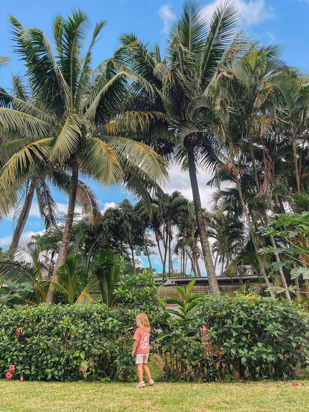 Lush tropical garden with tall palm trees and a child exploring the greenery in Rarotonga